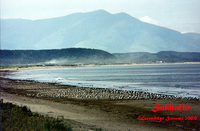 Photograph of the 
Island of Sakhalin on the Shore of the Sea of Okhotsk by Gwendolyn Stewart, 
c. 2013; All Rights Reserved