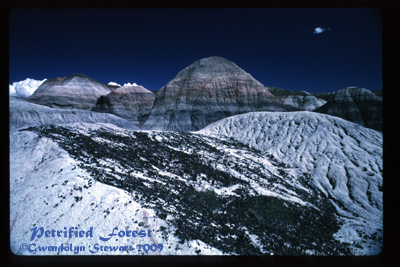 Photograph 
of THE PETRIFIED FOREST by GWENDOLYN STEWART, c. 2009; All Rights Reserved